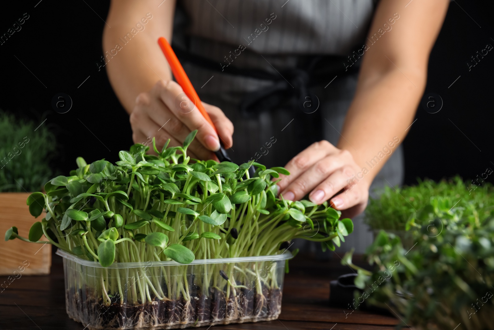 Photo of Woman taking care of microgreen at wooden table, closeup