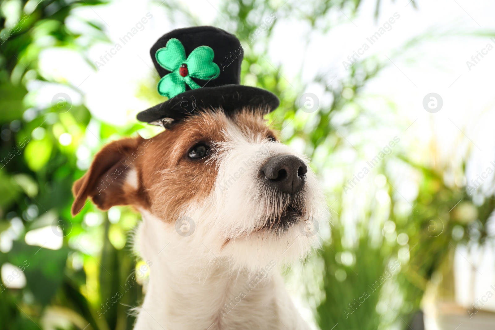 Photo of Jack Russell terrier with leprechaun hat outdoors. St. Patrick's Day