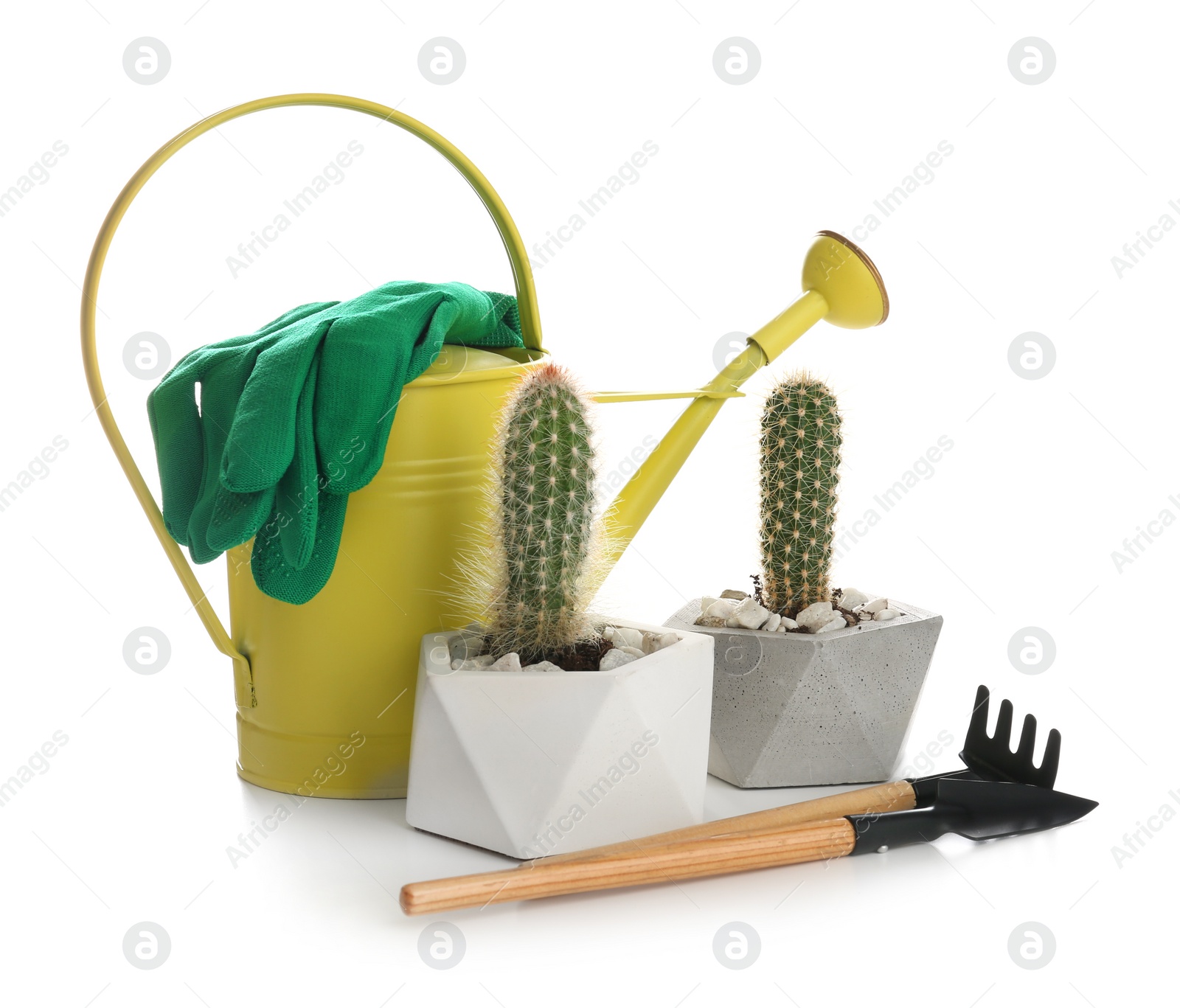 Photo of Beautiful tropical cactus plants in pots and gardening tools on white background. House decor