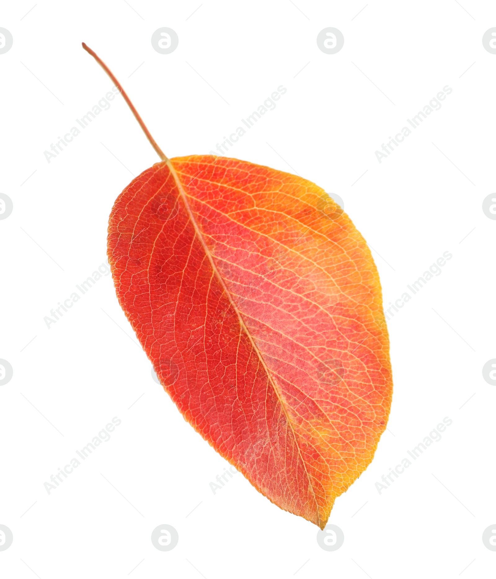 Photo of Beautiful autumn leaf on white background. Fall foliage