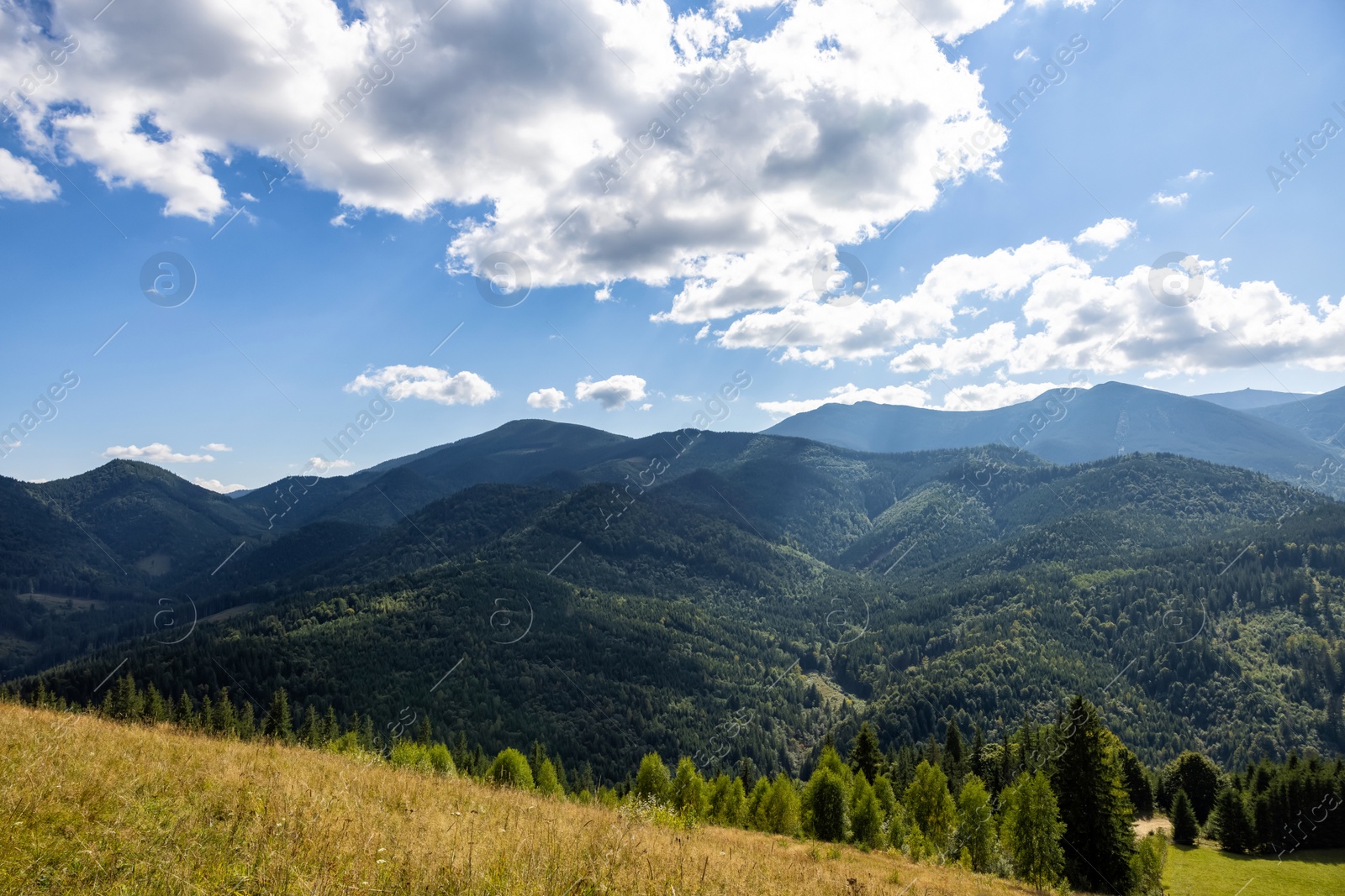 Image of Beautiful mountain landscape with meadow and forest on sunny day