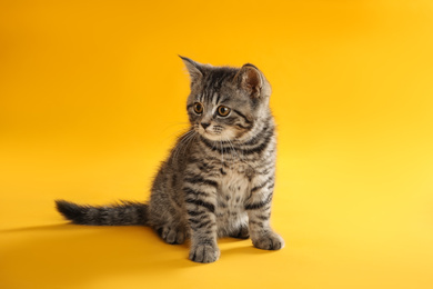 Cute tabby kitten on yellow background. Baby animal