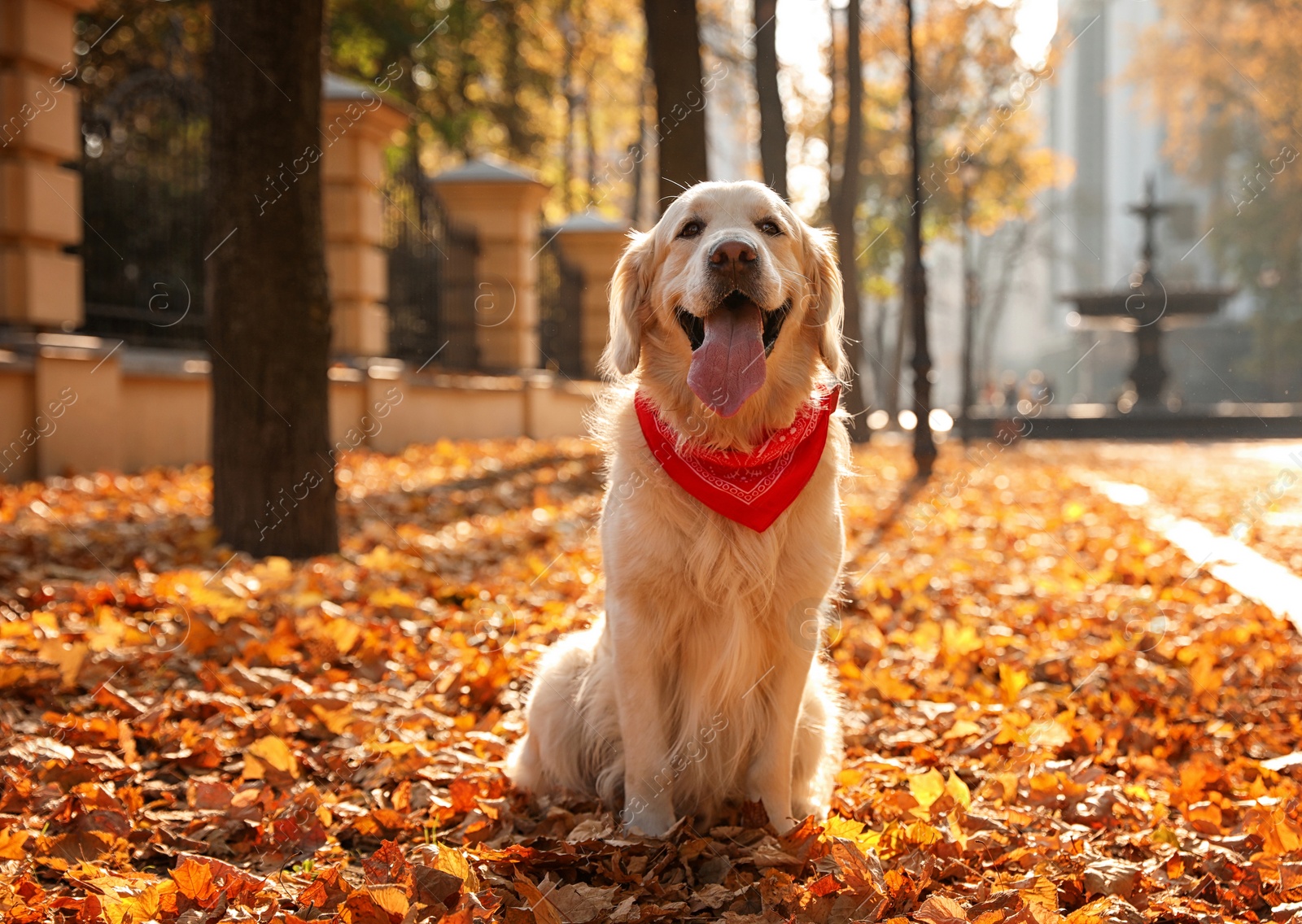 Photo of Funny Golden retriever in sunny autumn park