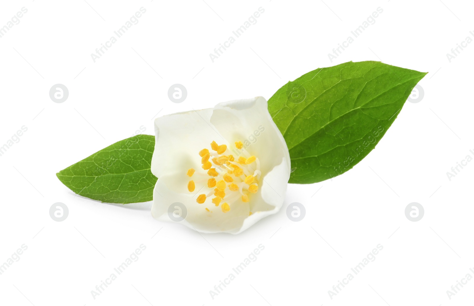 Photo of Beautiful flower of jasmine plant with leaves on white background