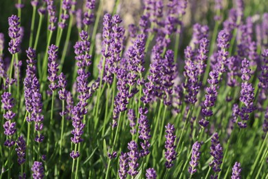 Beautiful blooming lavender plants in field on sunny day, closeup