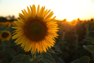 Photo of Beautiful sunflower growing in field, closeup. Space for text