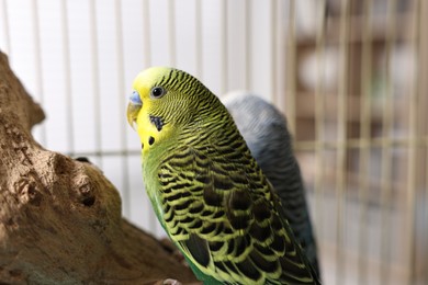 Beautiful bright parrots on branch. Exotic pets