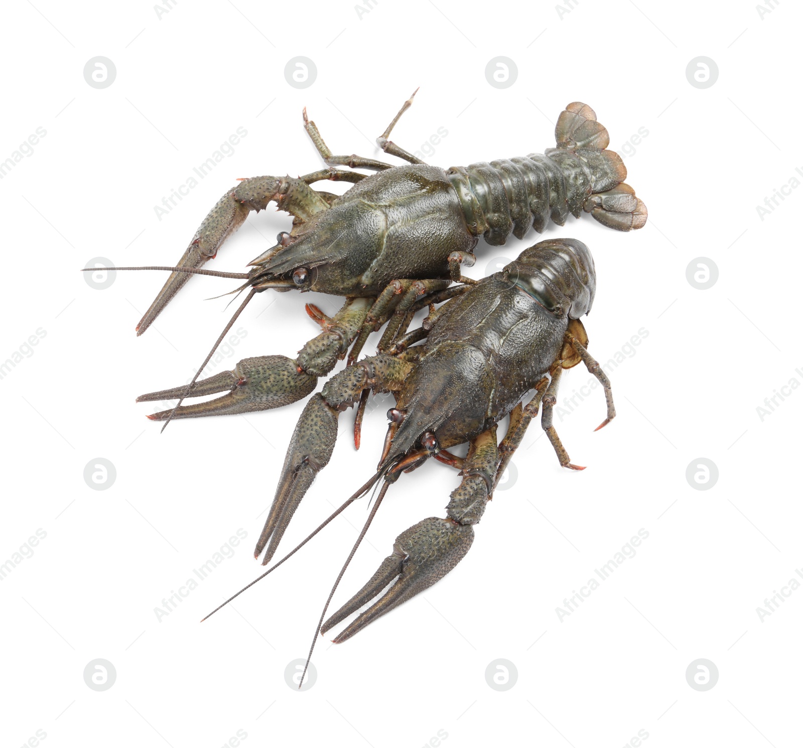 Photo of Two fresh raw crayfishes on white background, top view