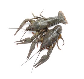 Photo of Two fresh raw crayfishes on white background, top view