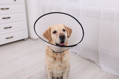 Photo of Cute Labrador Retriever with protective cone collar at home