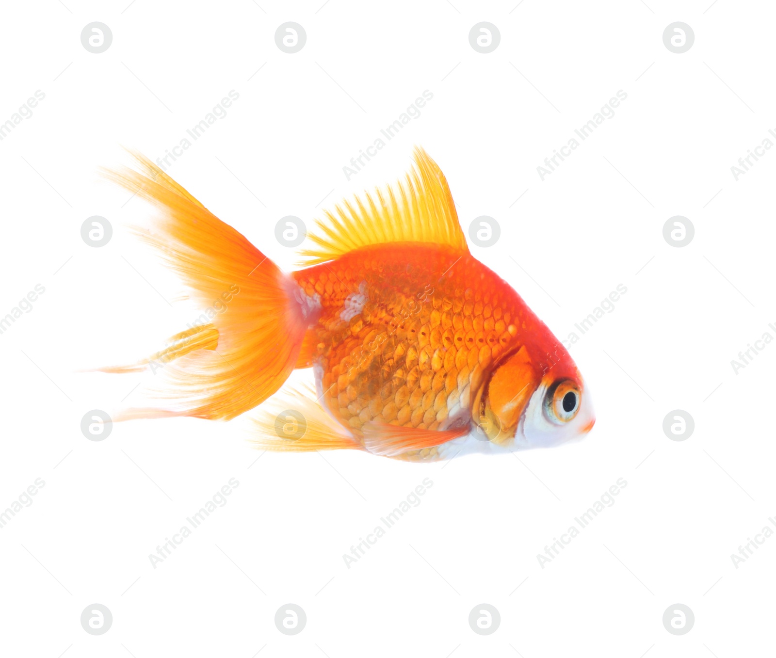 Photo of Beautiful bright small goldfish isolated on white