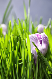 Fresh green grass and crocus flowers with dew, closeup. Spring season