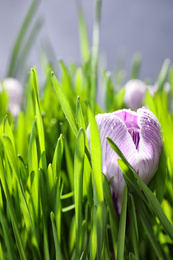 Photo of Fresh green grass and crocus flowers with dew, closeup. Spring season