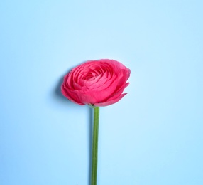 Photo of Beautiful ranunculus flower on color background