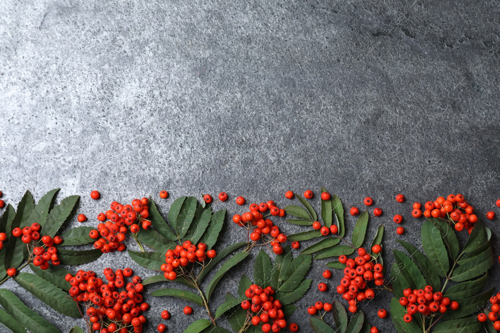 Photo of Fresh ripe rowan berries and green leaves on grey table, flat lay. Space for text