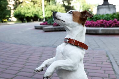 Beautiful Jack Russell Terrier in brown leather dog collar on city street. Space for text