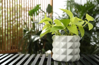 Photo of Beautiful house plant in pot on table. Space for text