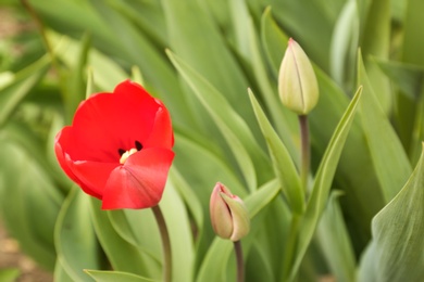 Photo of Beautiful bright tulip in garden, space for text. Blooming spring flowers
