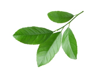 Photo of Fresh twig with green citrus leaves on white background