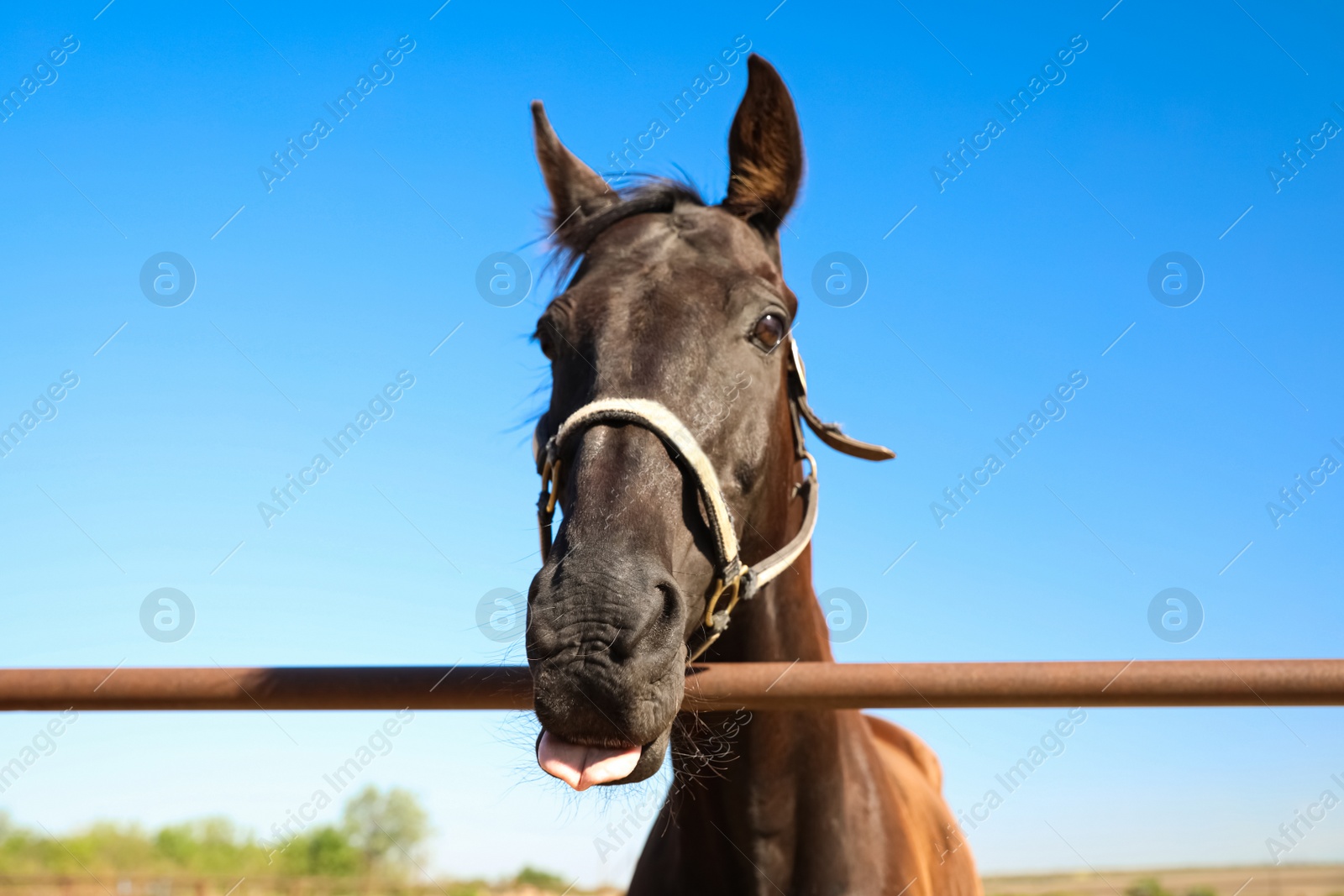 Photo of Dark horse at fence outdoors on sunny day, closeup. Beautiful pet