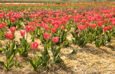 Field with fresh beautiful tulips. Blooming spring flowers