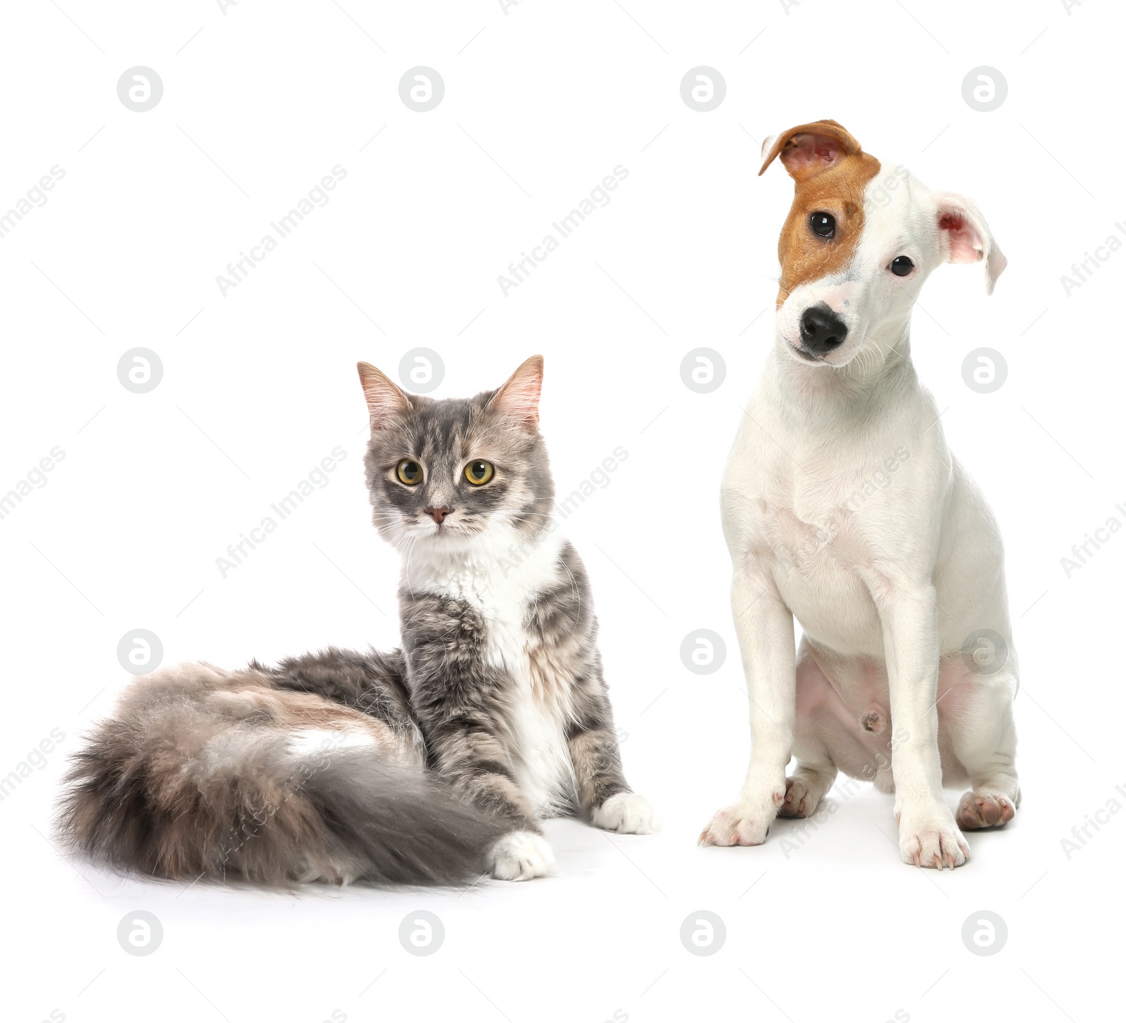 Image of Cute cat and dog on white background. Fluffy friends