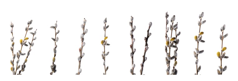 Willow branches with fluffy catkins isolated on white