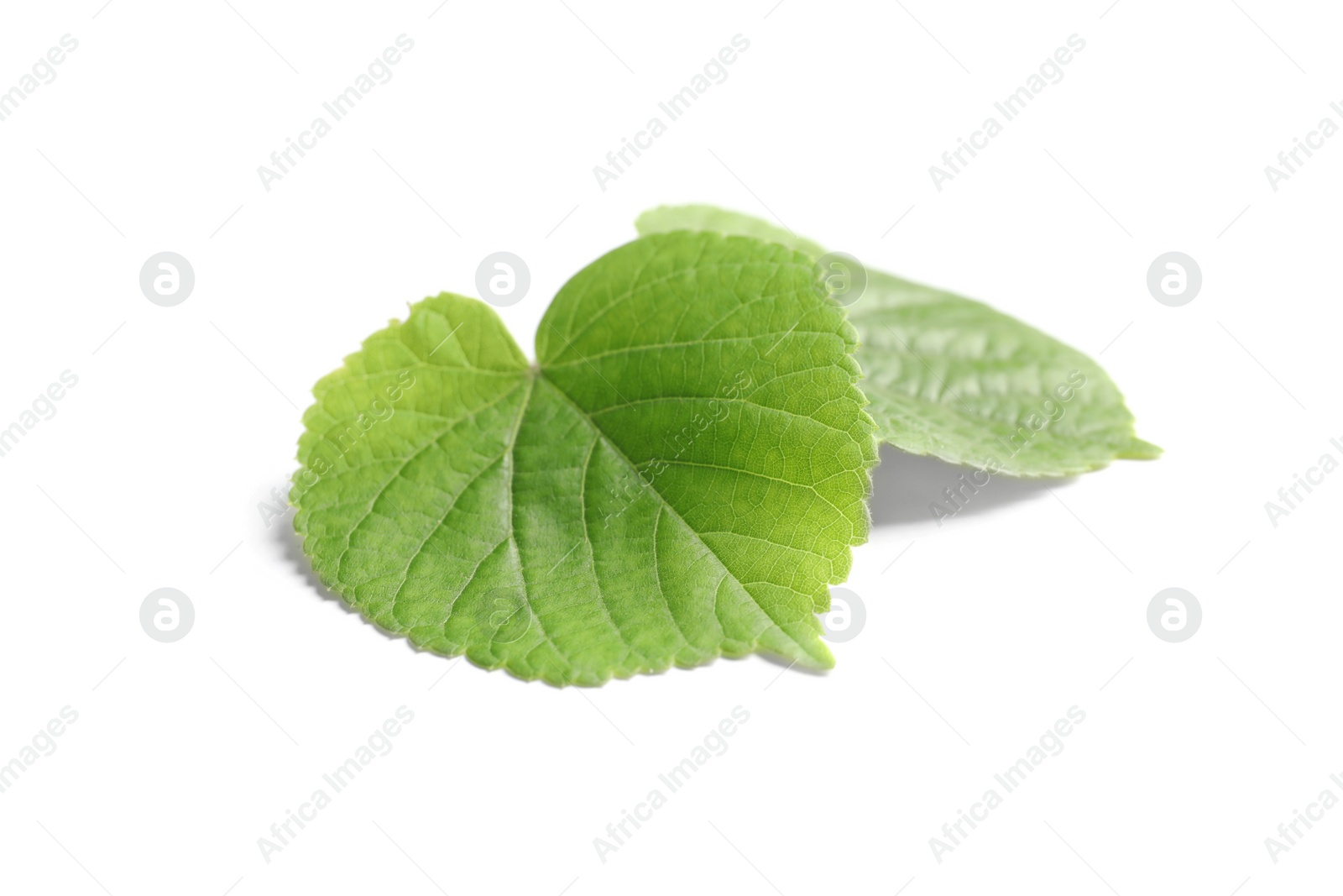 Photo of Beautiful spring green leaves on white background