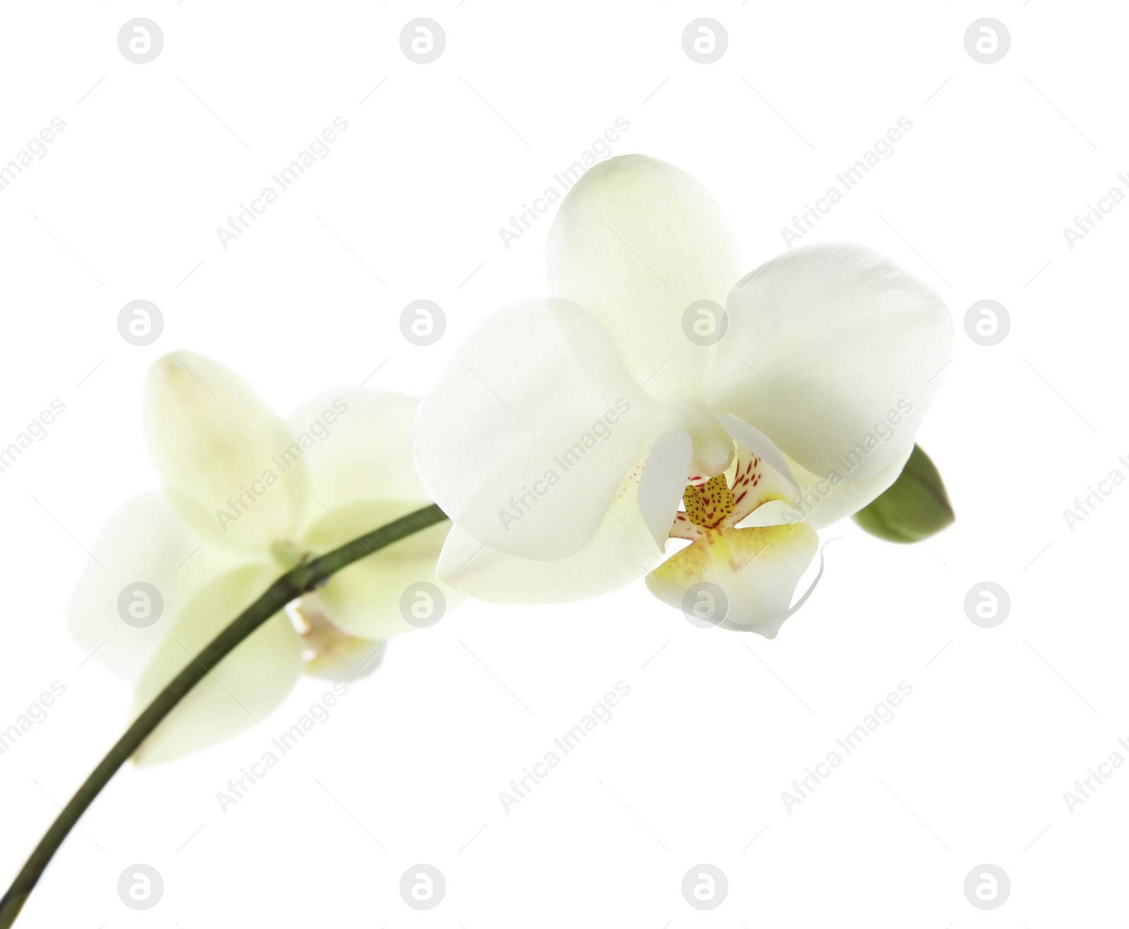 Photo of Branch with beautiful orchid flowers on white background. Tropical plant