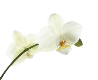 Branch with beautiful orchid flowers on white background. Tropical plant