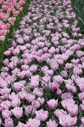 Photo of Many beautiful tulip flowers growing outdoors. Spring season