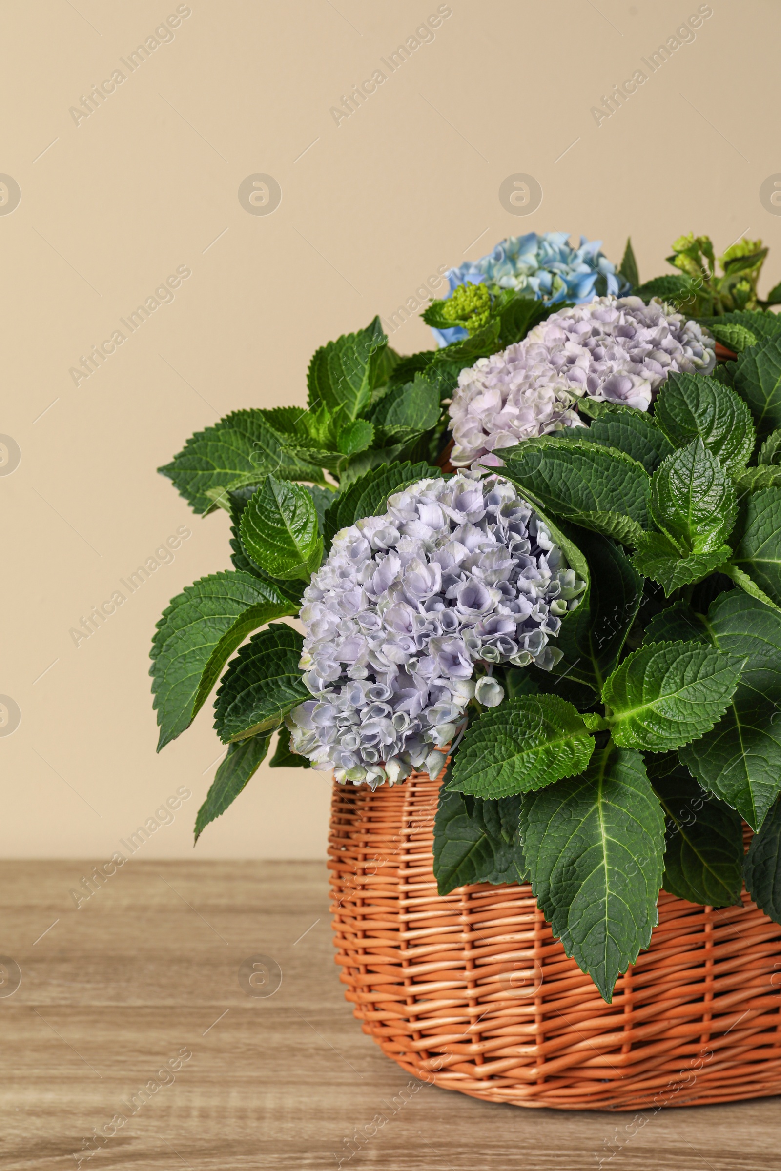 Photo of Beautiful hortensia flowers in basket on wooden table near beige wall