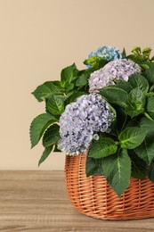 Beautiful hortensia flowers in basket on wooden table near beige wall