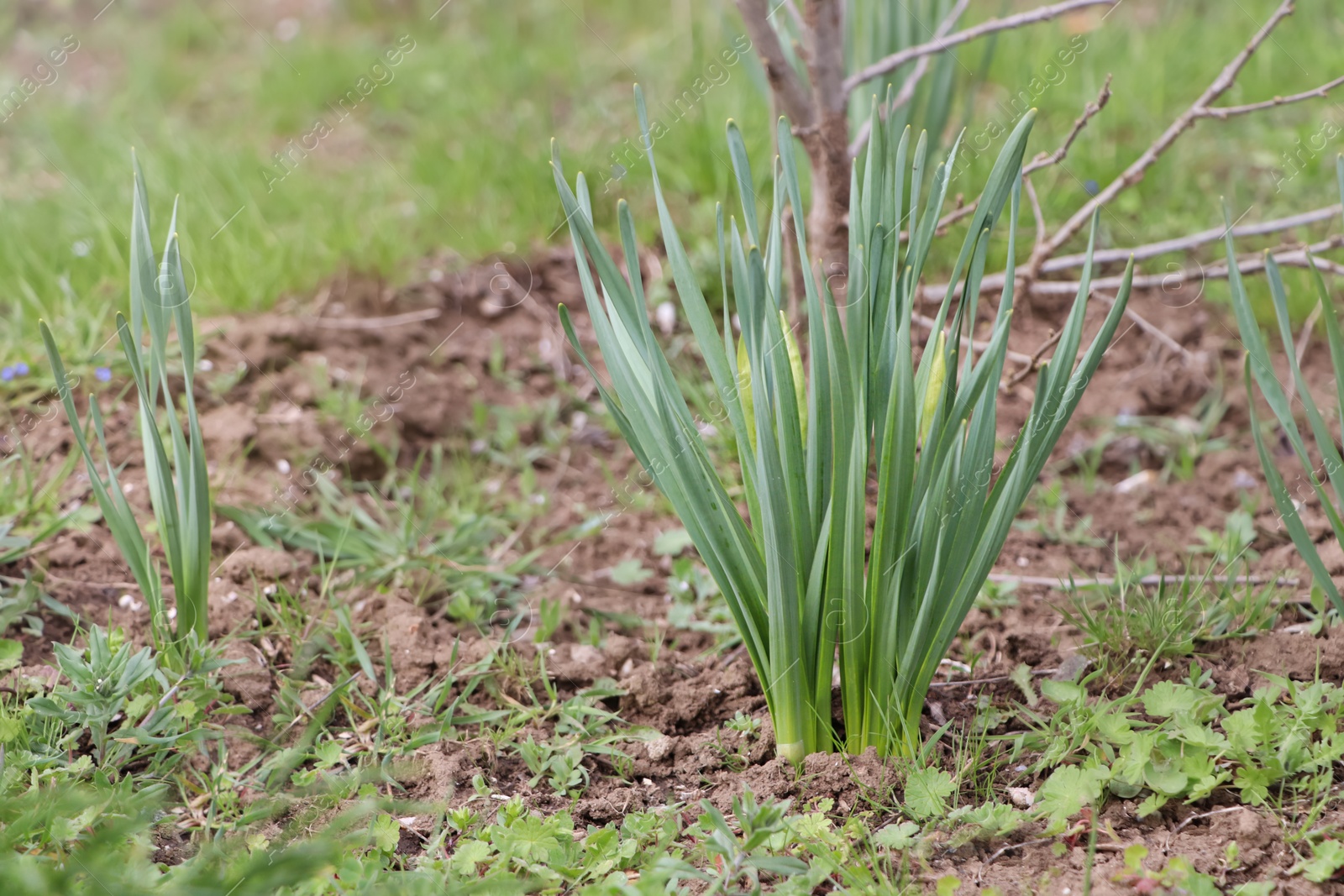 Photo of Daffodil plants growing in garden. Spring flowers