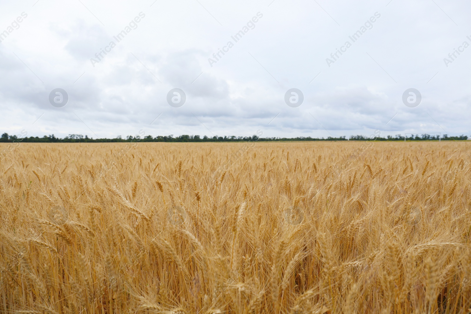 Photo of Beautiful agricultural field with ripe wheat crop on cloudy day