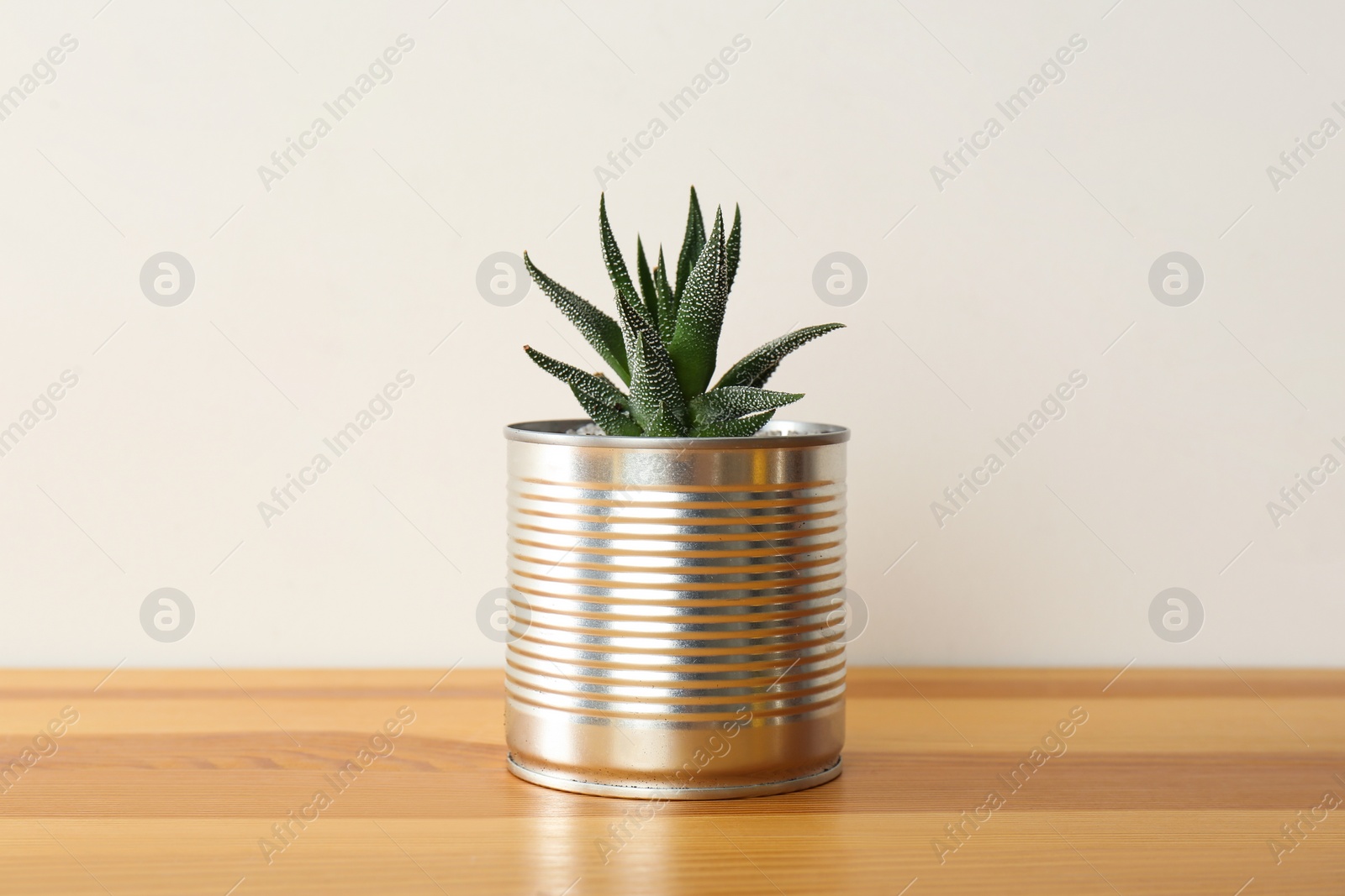 Photo of Houseplant in tin can on wooden table, closeup