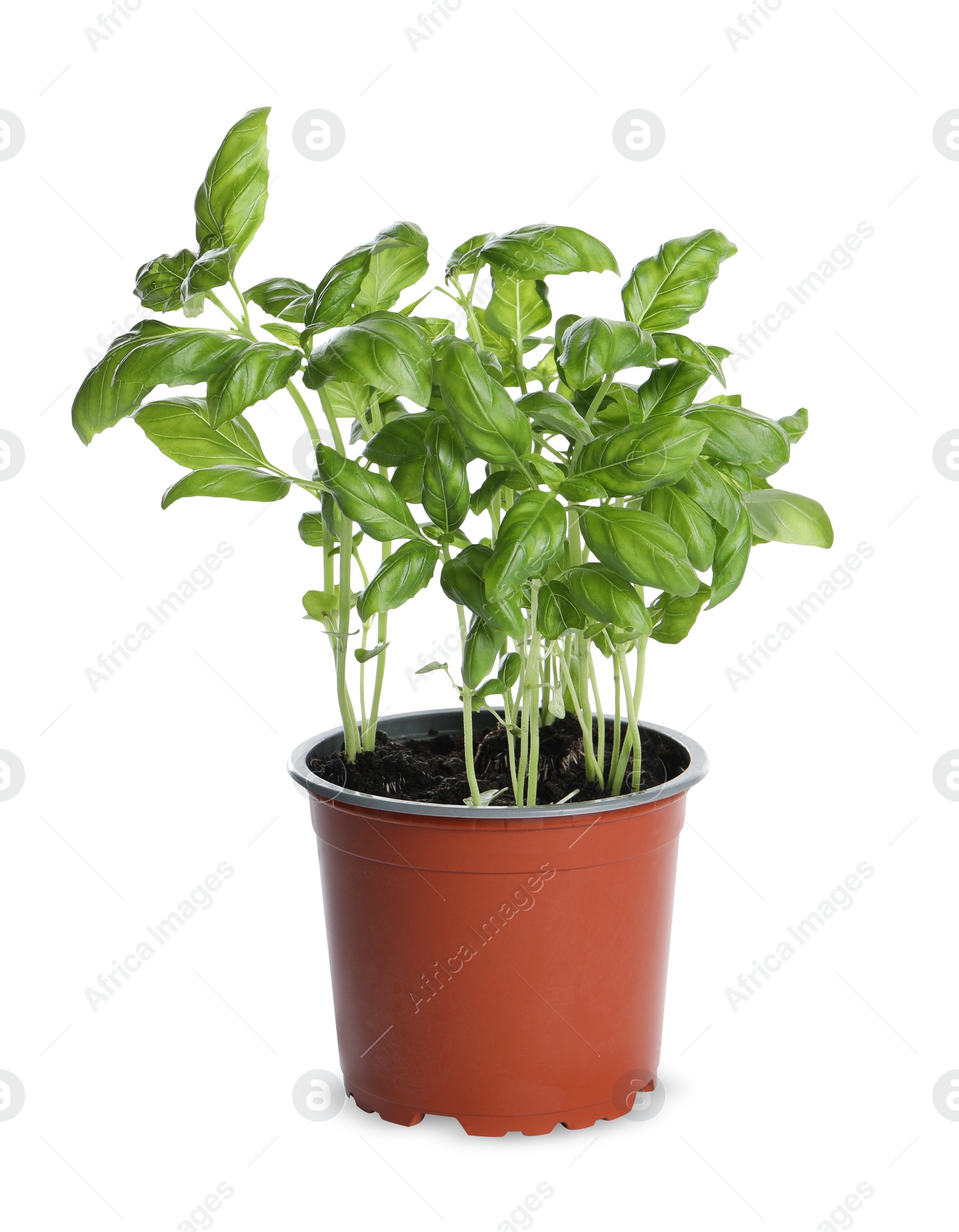 Photo of Aromatic green potted basil isolated on white