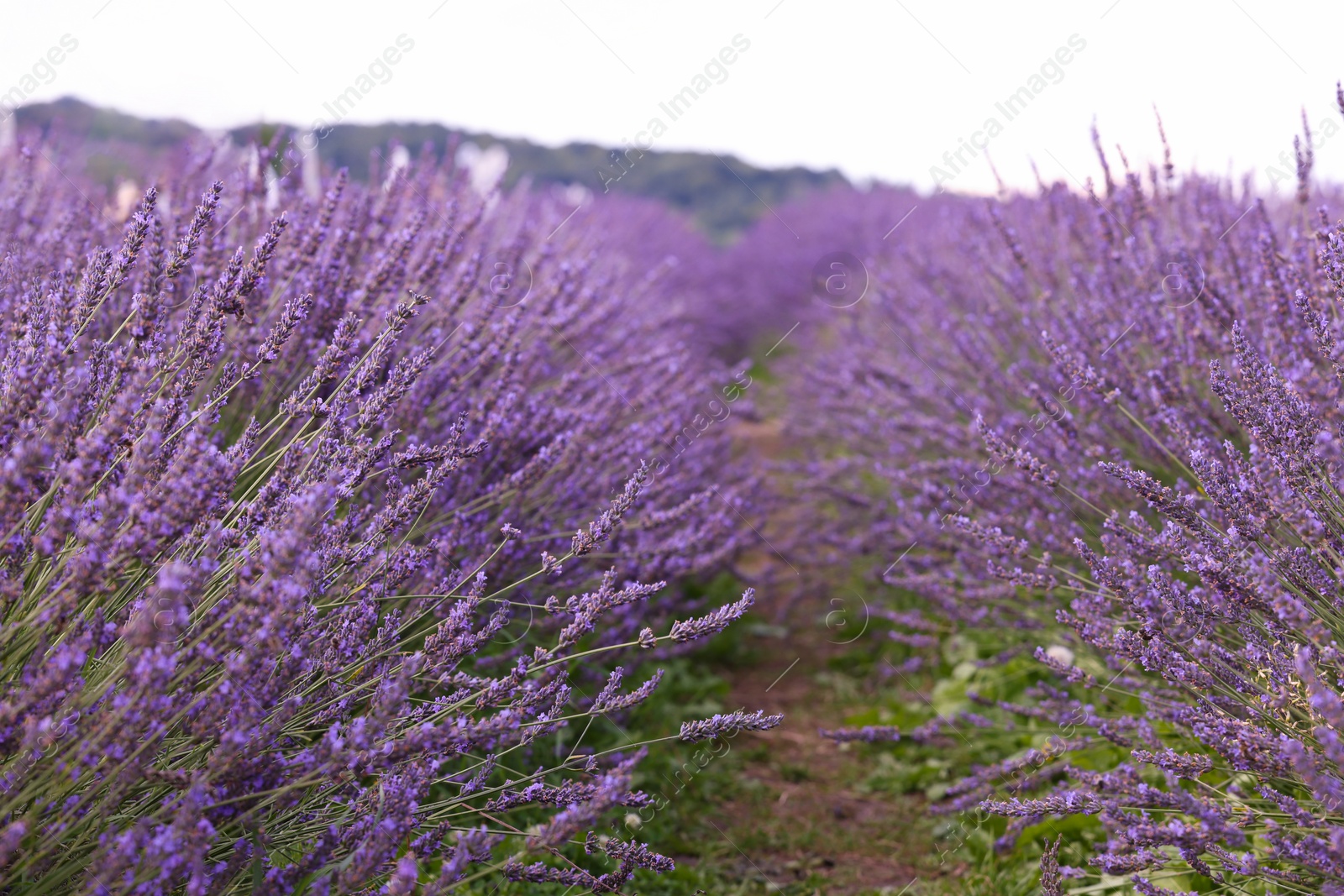 Photo of View of beautiful blooming lavender growing in field