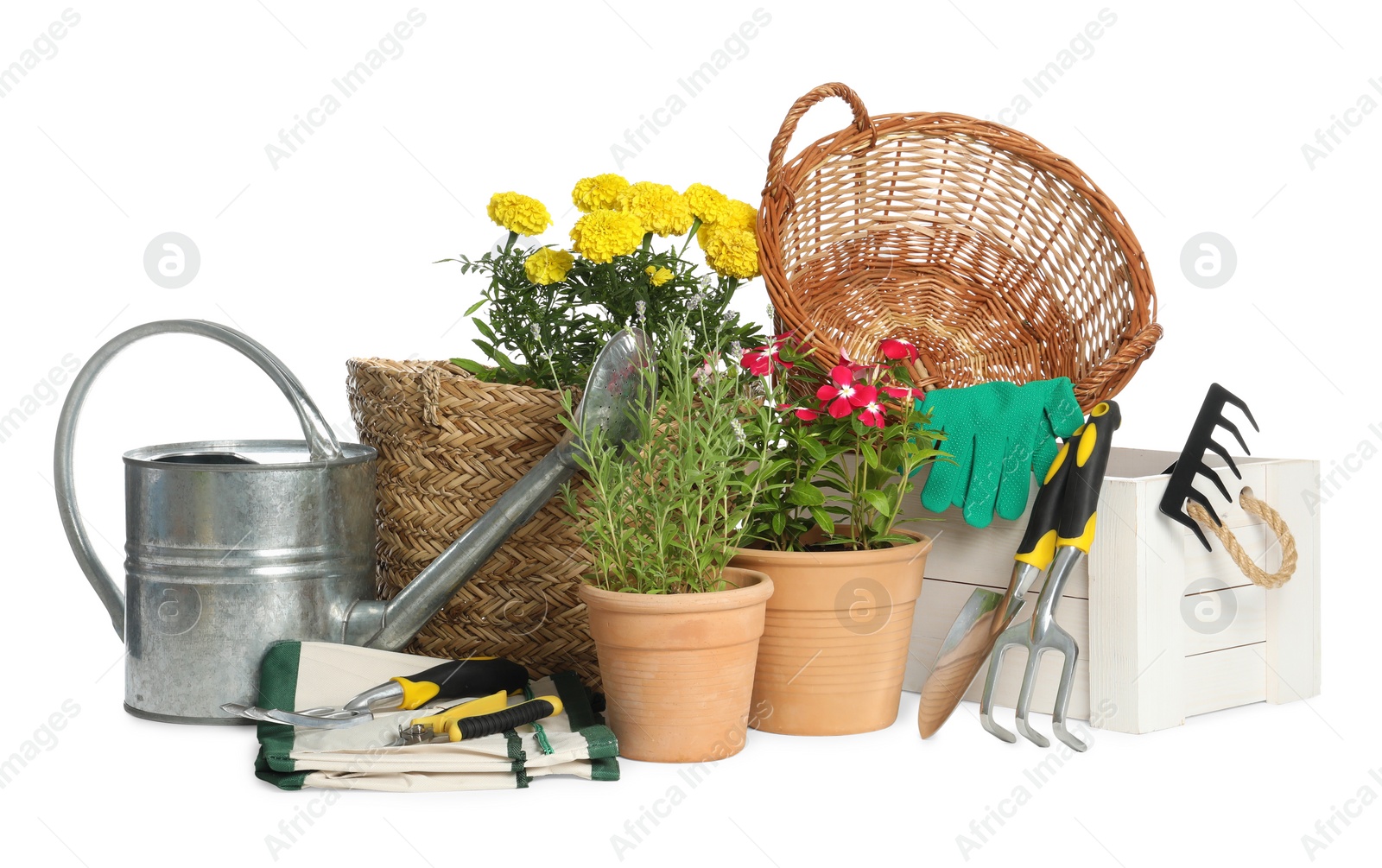 Photo of Gardening tools and houseplants on white background