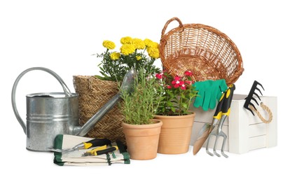 Gardening tools and houseplants on white background