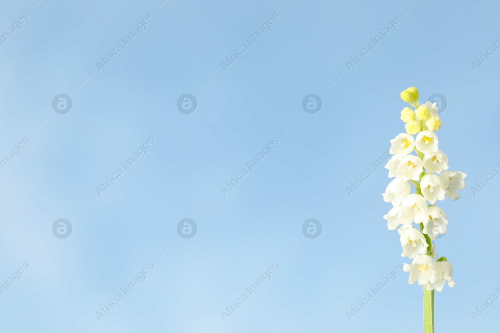 Photo of Beautiful lily of the valley against blue sky, closeup. Space for text