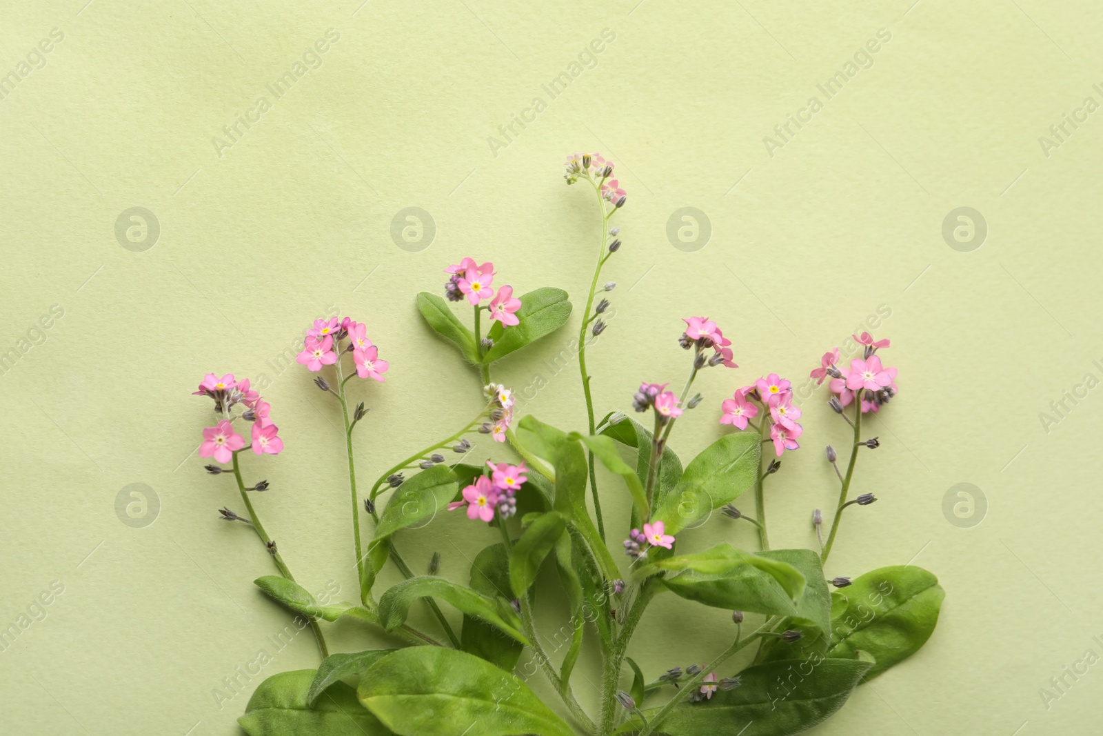 Photo of Beautiful pink forget-me-not flowers on light green background, flat lay