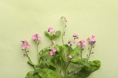 Beautiful pink forget-me-not flowers on light green background, flat lay