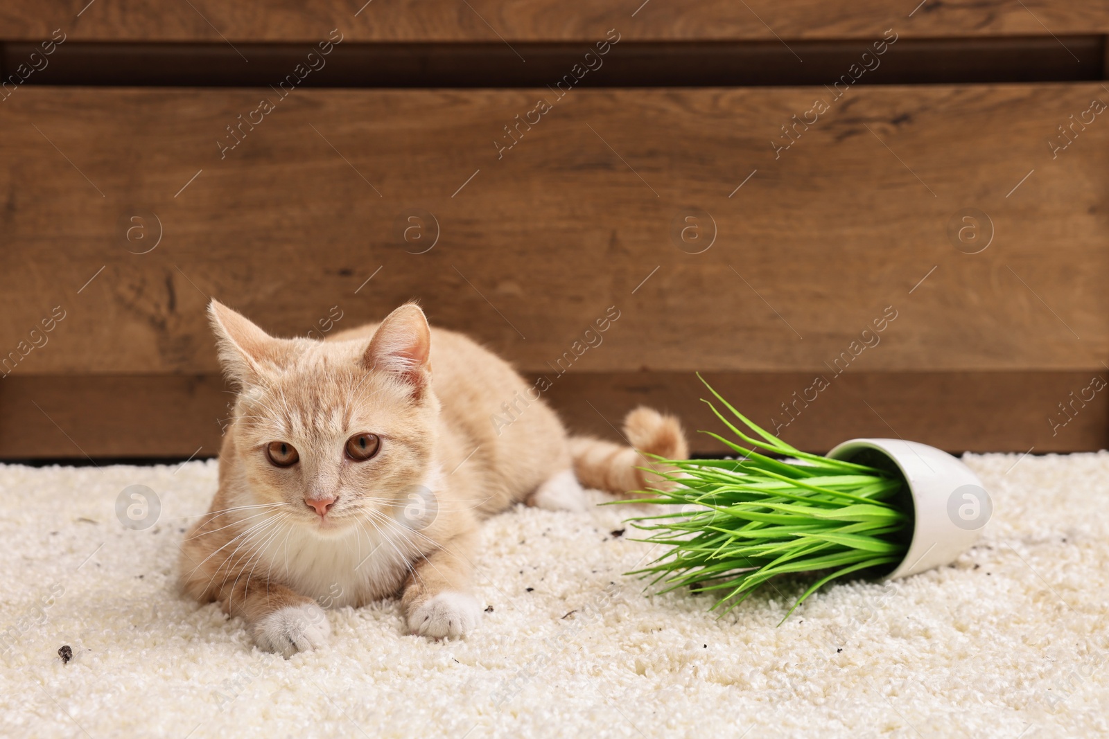 Photo of Cute ginger cat near overturned houseplant on carpet at home