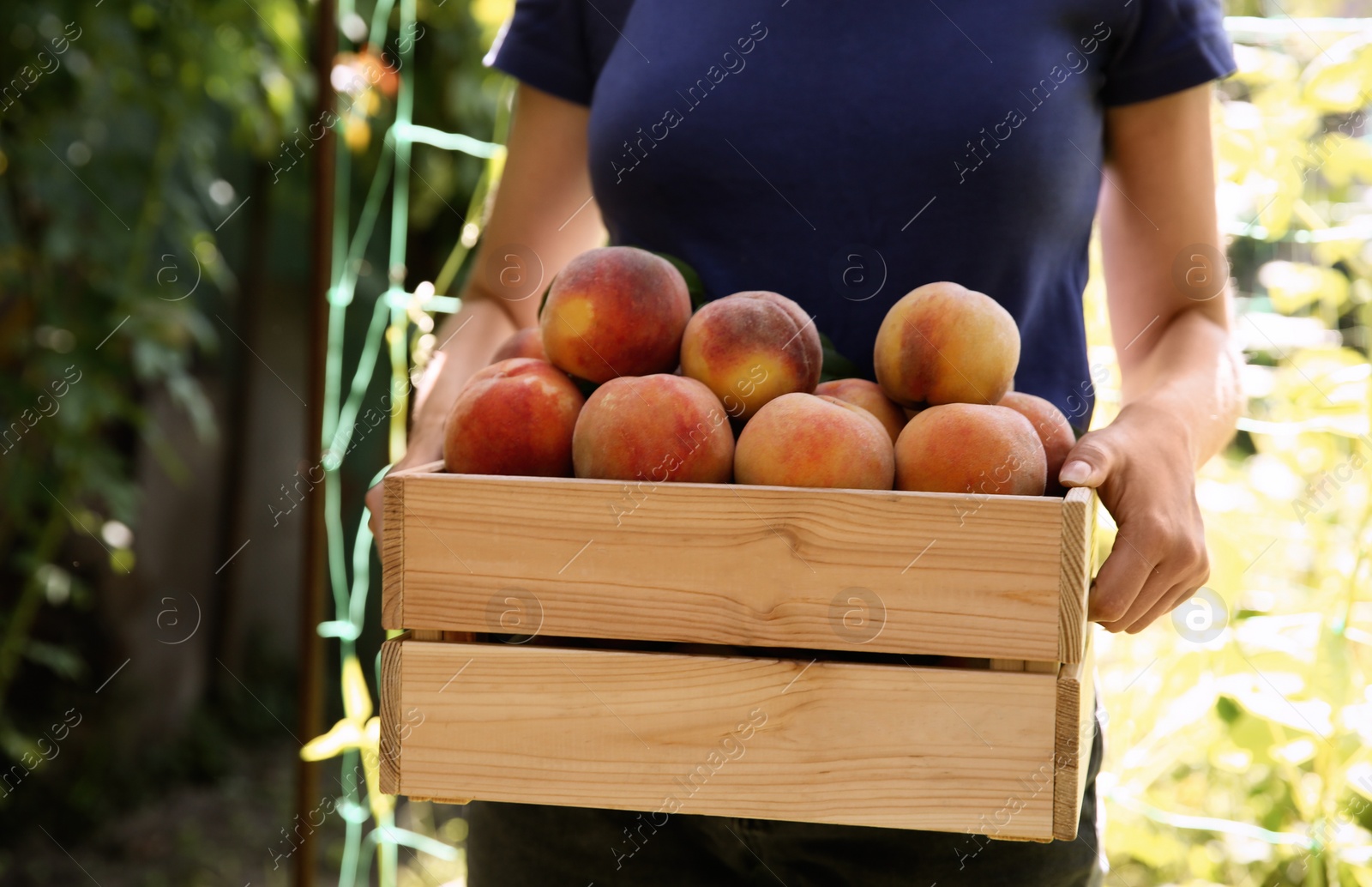 Photo of Woman holding wooden crate with ripe peaches outdoors, closeup