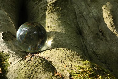 Photo of Beautiful forest with green trees, overturned reflection. Crystal ball on trunk outdoors