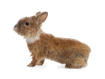 Cute fluffy pet rabbit isolated on white