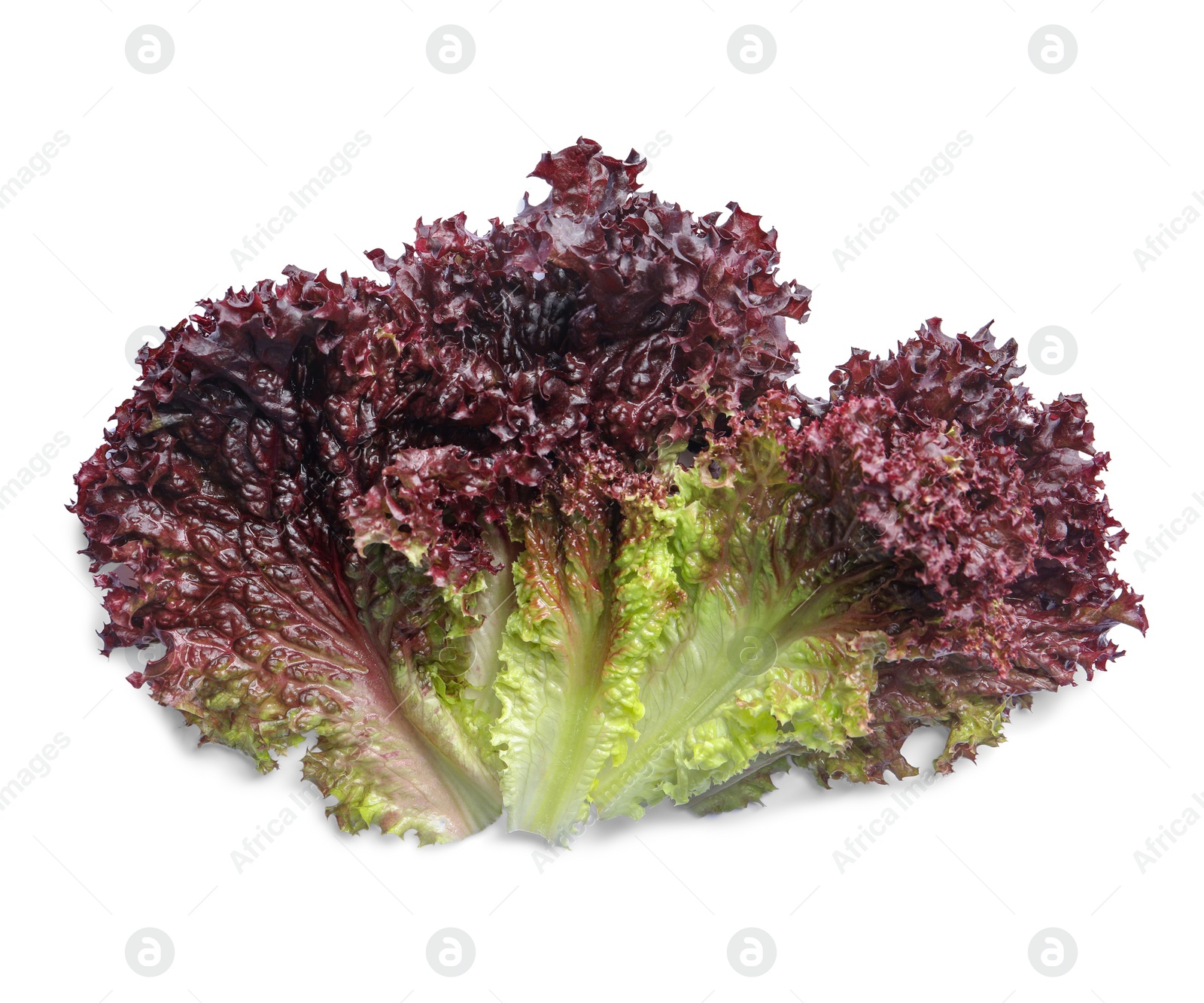 Photo of Leaves of fresh red coral lettuce isolated on white, top view