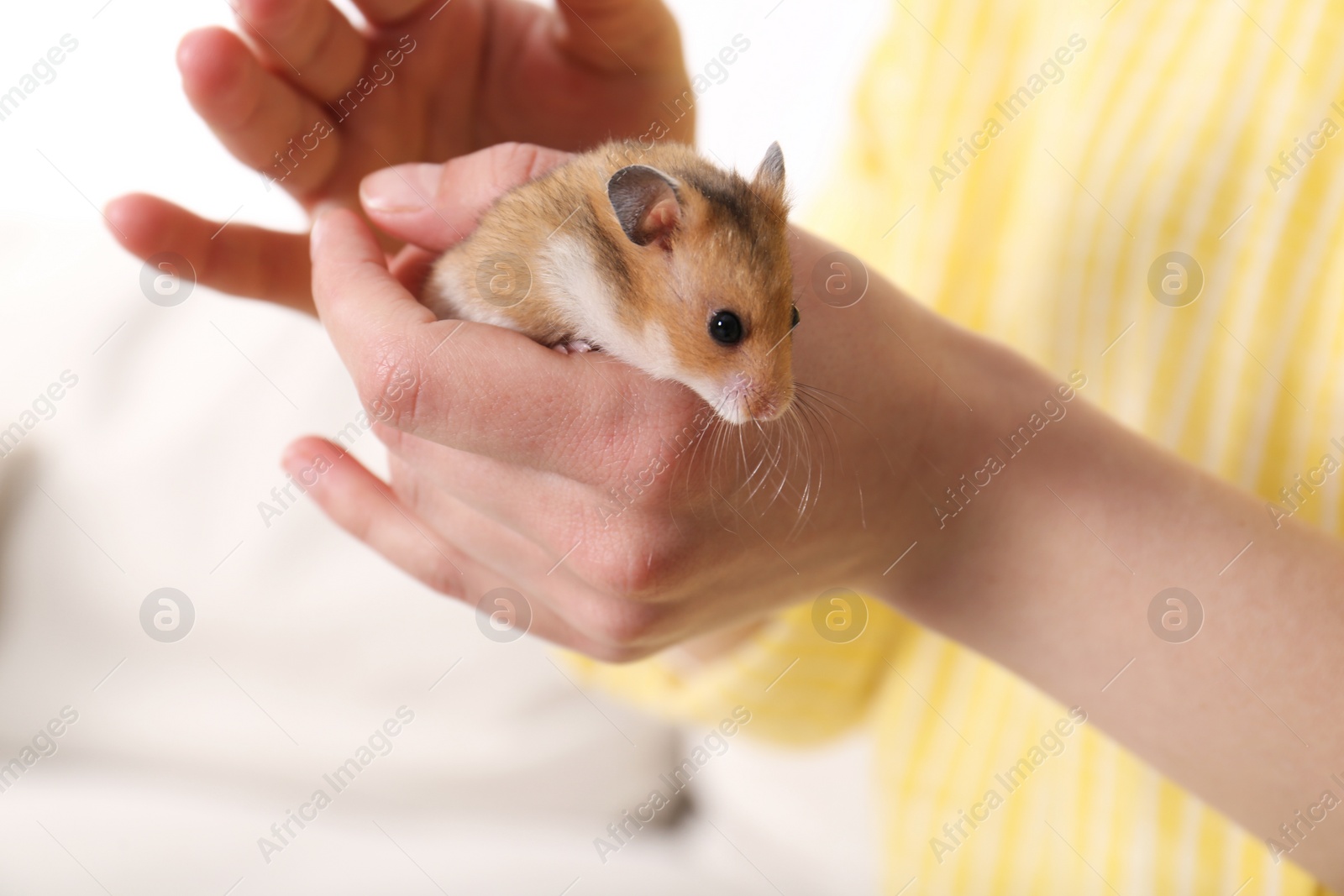 Photo of Woman holding cute little hamster indoors, closeup