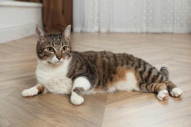 Photo of Cute cat resting on warm floor at home. Heating system
